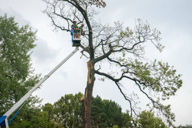 Best Tree Pruning Services  in Cheltenham Village, PA